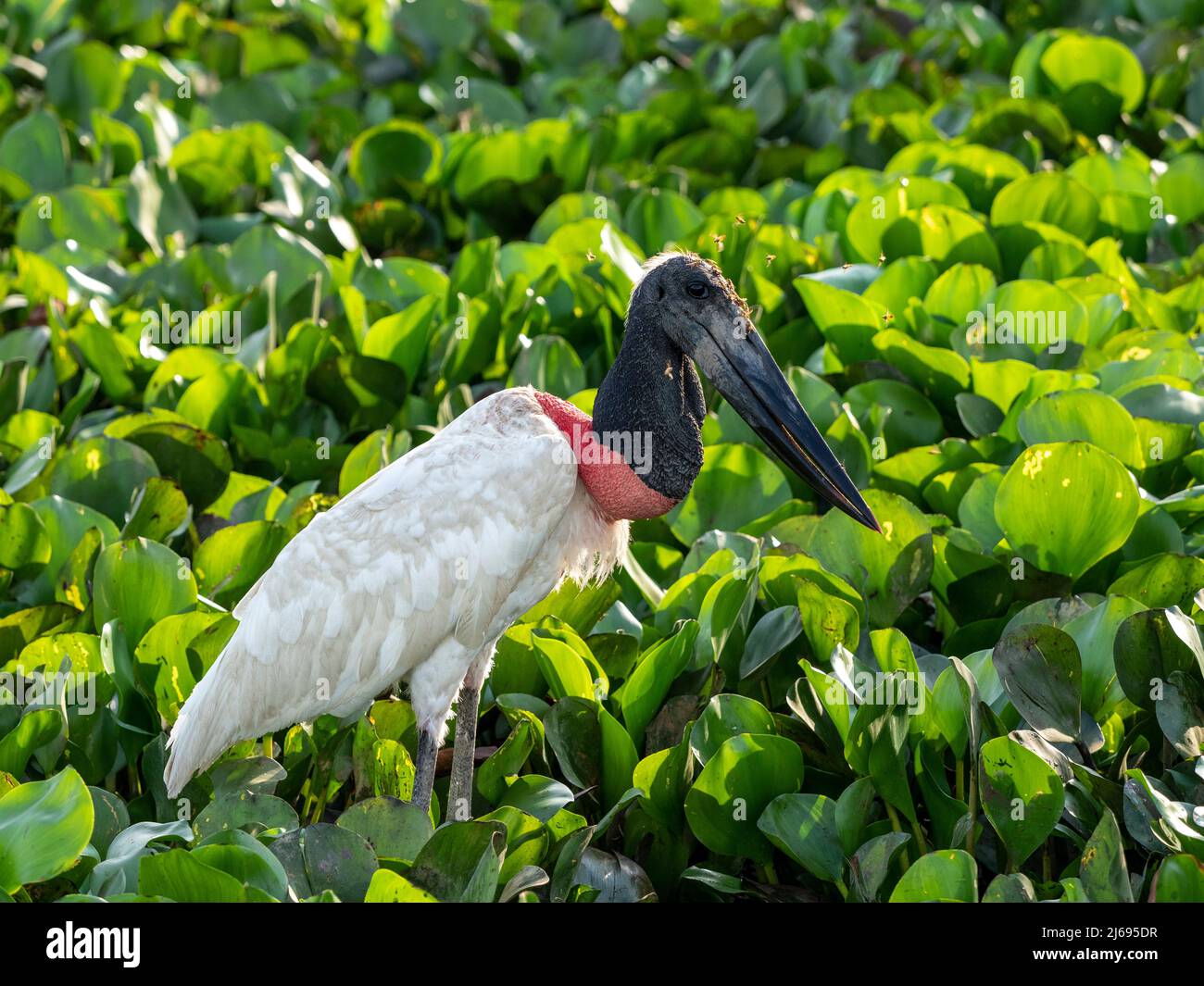 Adulte de jabiru stork (Jabiru mycteri), au sol près de Pouso Allegre, Mata Grosso, Pantanal, Brésil, Amérique du Sud Banque D'Images