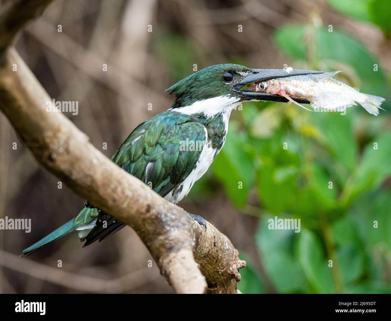 Femelle adulte de kingfisher vert (Chloroceryle americana), avec des poissons sur le Rio Negro, Mata Grosso, Pantanal, Brésil, Amérique du Sud Banque D'Images