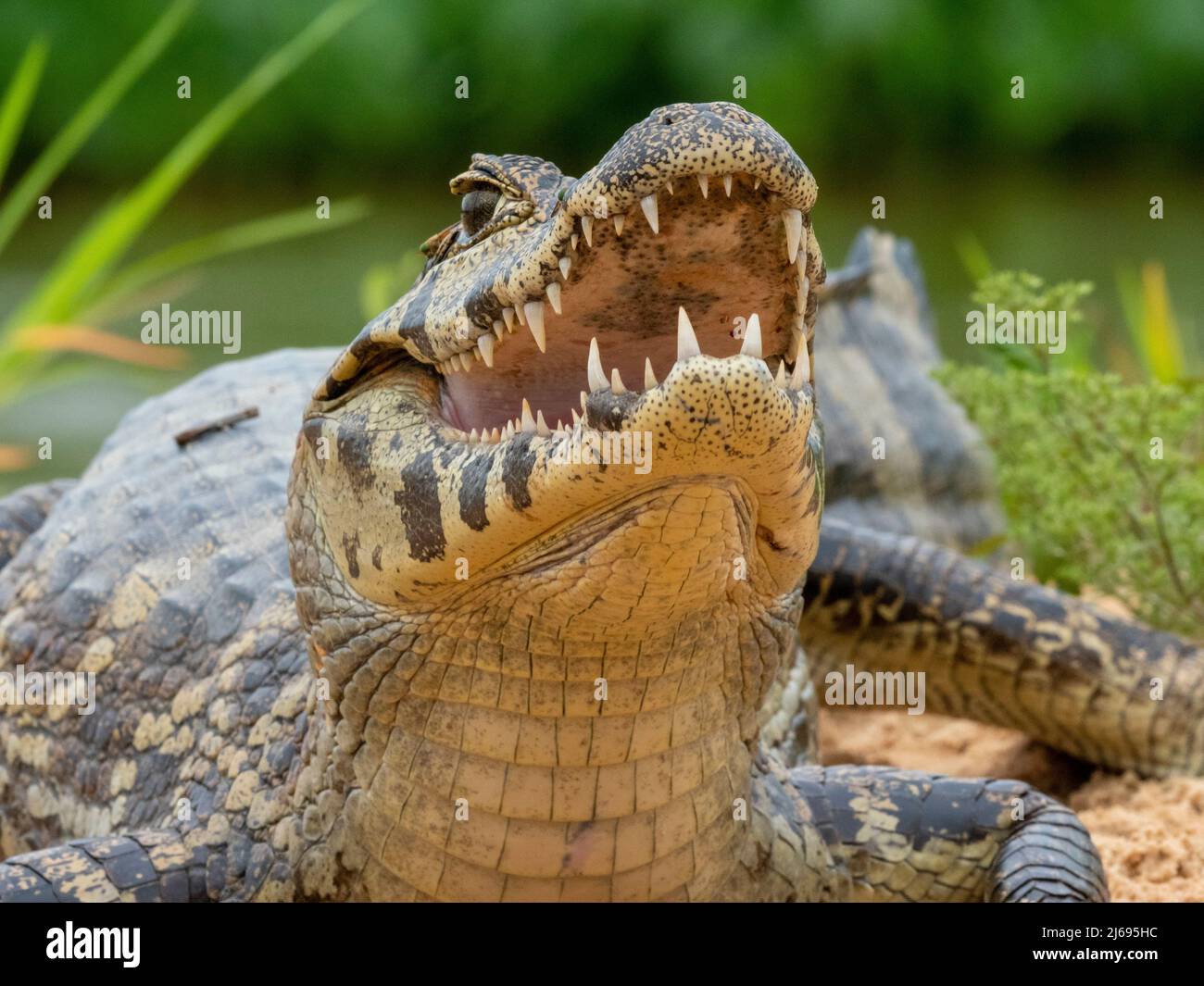 Un jeune caiman jacare (Caiman yacare), sur les rives du Rio Tres Irmao, Mato Grosso, Pantanal, Brésil, Amérique du Sud Banque D'Images