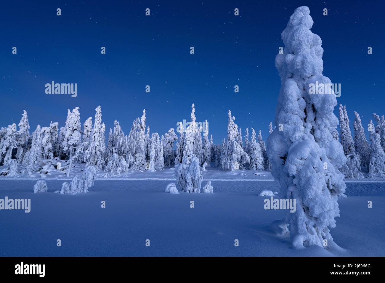 Arbres gelés dans la forêt enneigée sous les étoiles au crépuscule, Laponie, Finlande, Europe Banque D'Images