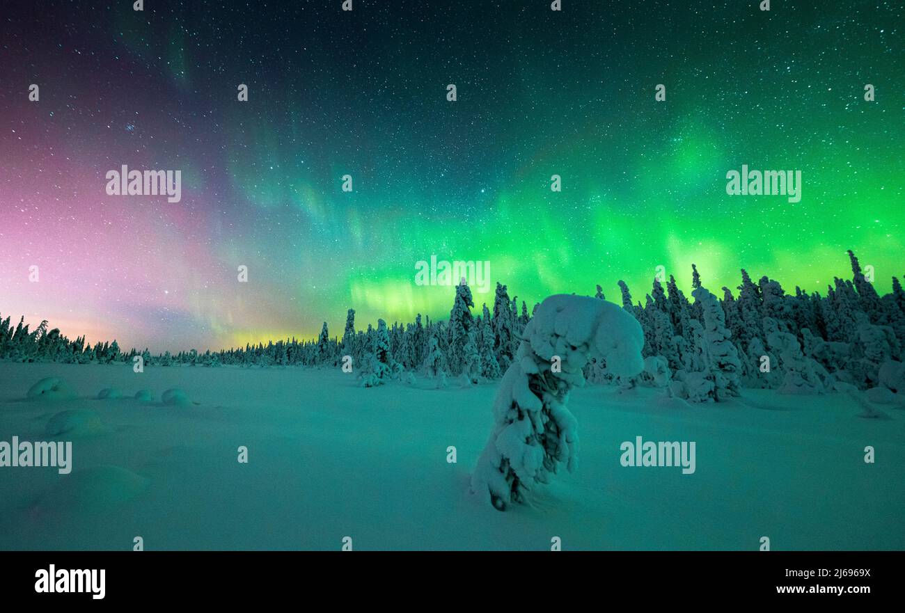 Épinette surgelée recouverte de neige éclairée par les aurores boréales (Aurora Borealis) en hiver, ISO Syote, Laponie, Finlande, Europe Banque D'Images