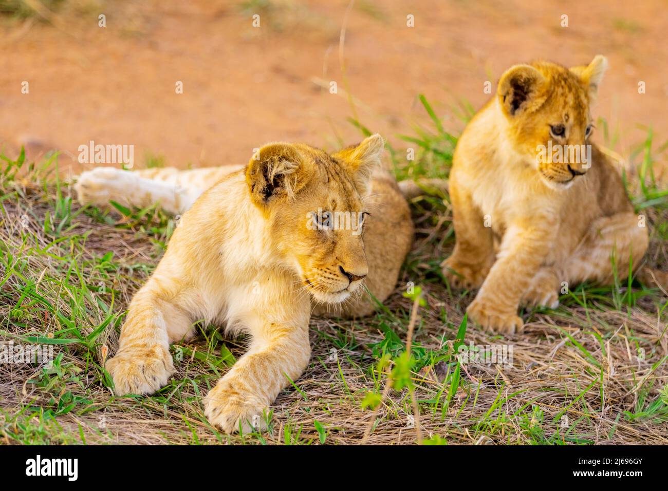 Lion Cubs, Réserve nationale de Maasai Mara, Kenya, Afrique de l'est, Afrique Banque D'Images