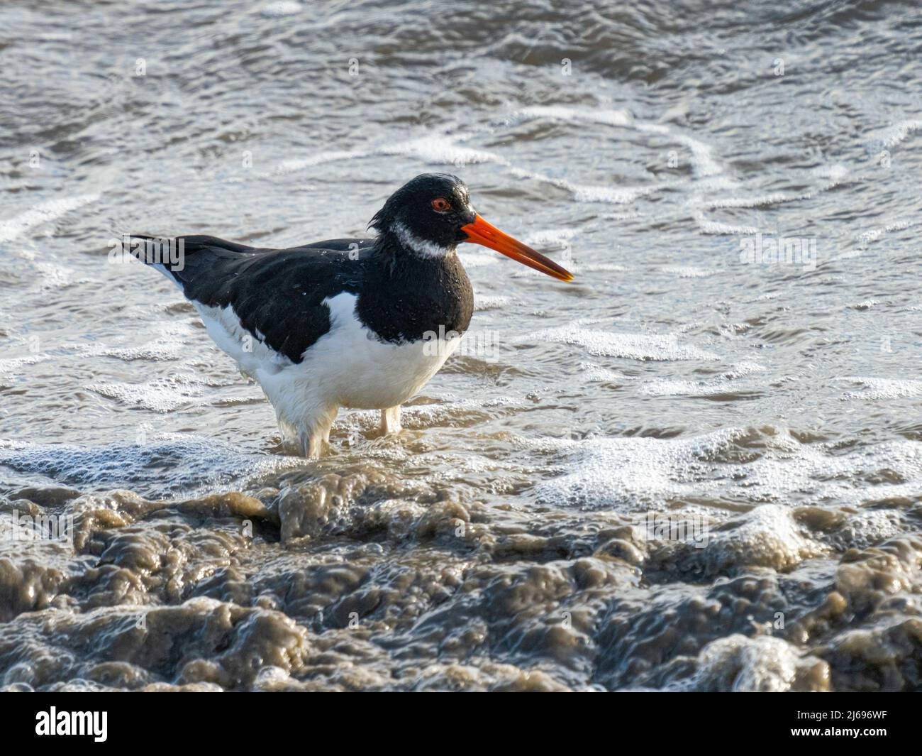 Oystercatcher, Comté de Clare, Munster, République d'Irlande, Europe Banque D'Images