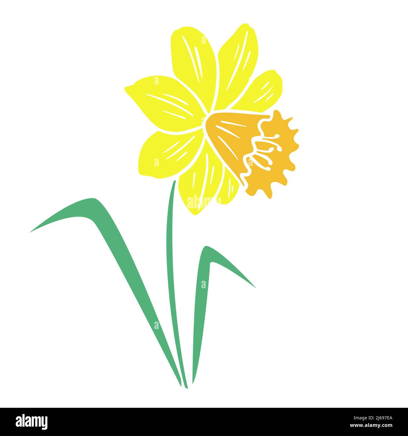 Illustration vectorielle isolée de fleurs de narcisse jaune vif Illustration de Vecteur
