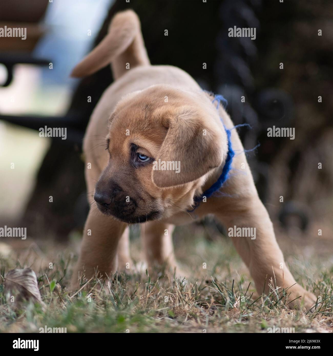 Broholmer race jeune chien chiot avec un col bleu, Italie, Europe Banque D'Images