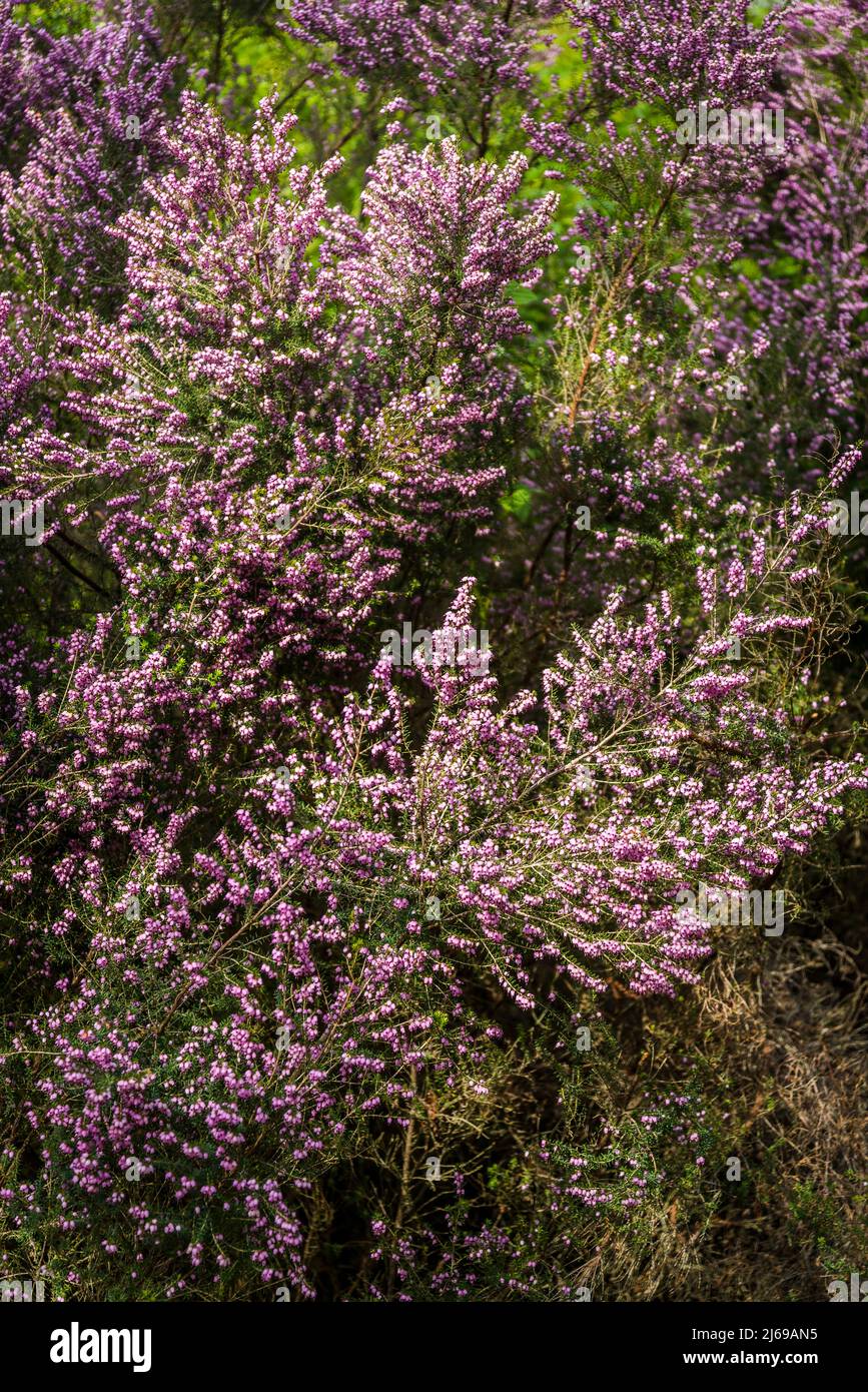 Calluna, Calluna vulgaris, bruyère, lingue ou simplement bruyère Banque D'Images