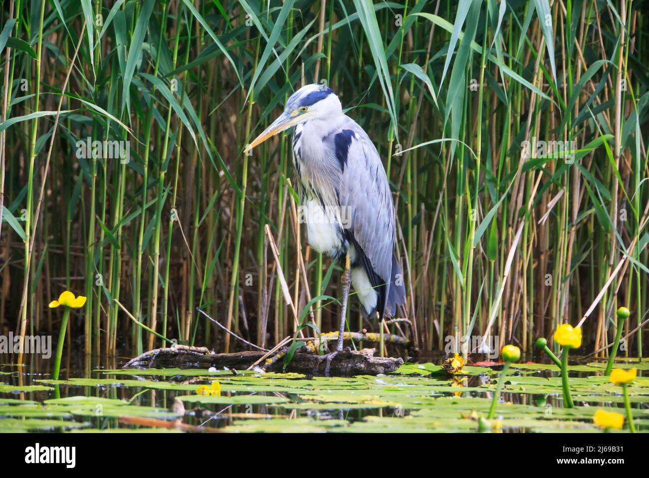 Le Héron gris (Ardea cinerea) est la chasse, Graureiher. Banque D'Images