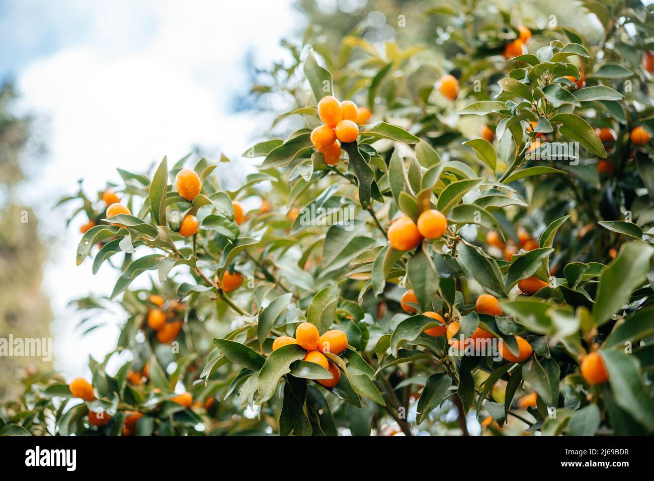 Fortunella margarita Kumquats ou arbre de cumquats avec des agrumes d'orange mûrs gros plan Banque D'Images