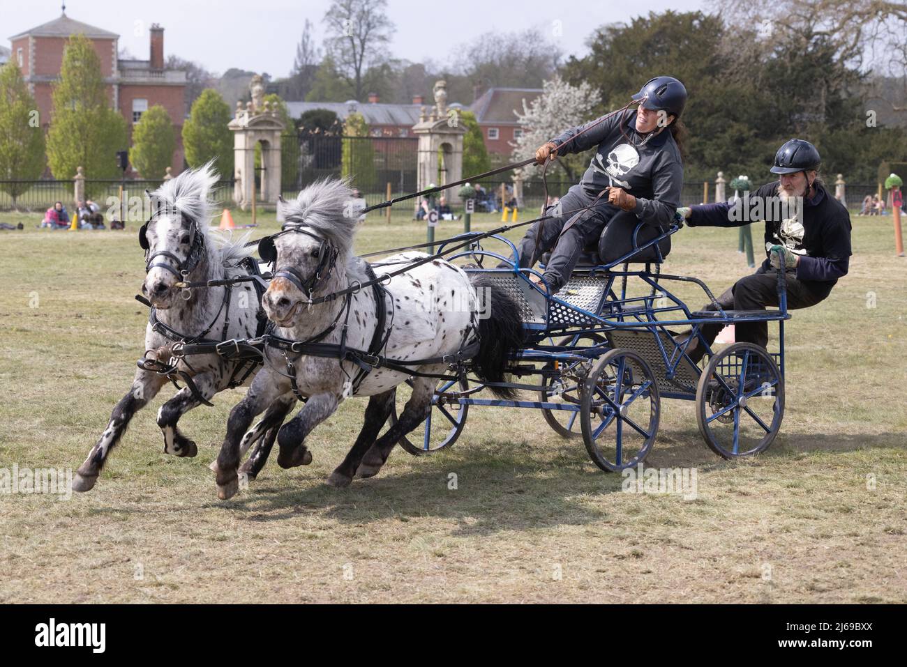 Deux poneys Shetland tirant une calèche sur un parcours d'obstacles British Scurry and Trials lors d'une course, East Anglian Game & Countryside Fair Event Royaume-Uni Banque D'Images