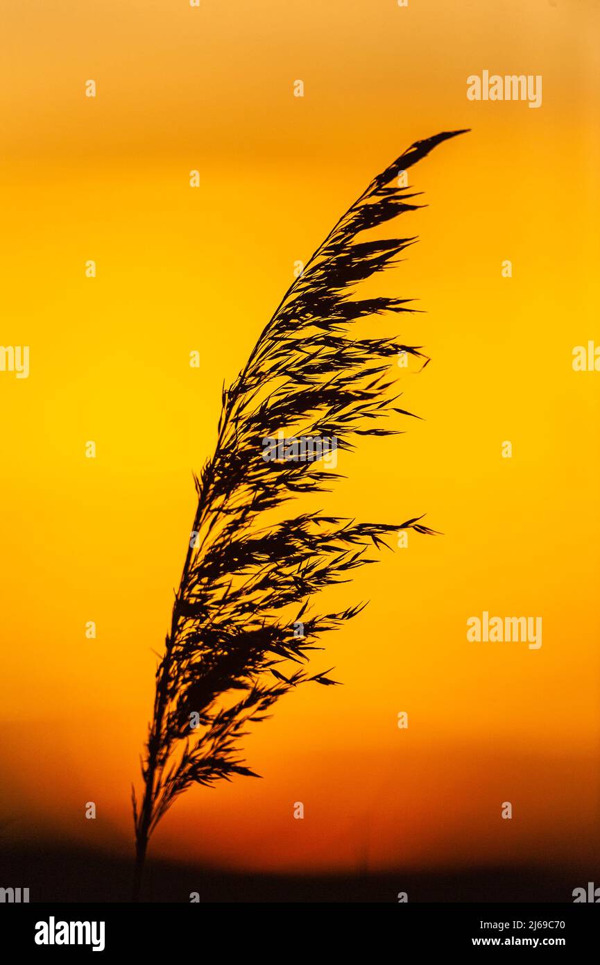 Silhouette de roseau contre le ciel du coucher du soleil Banque D'Images