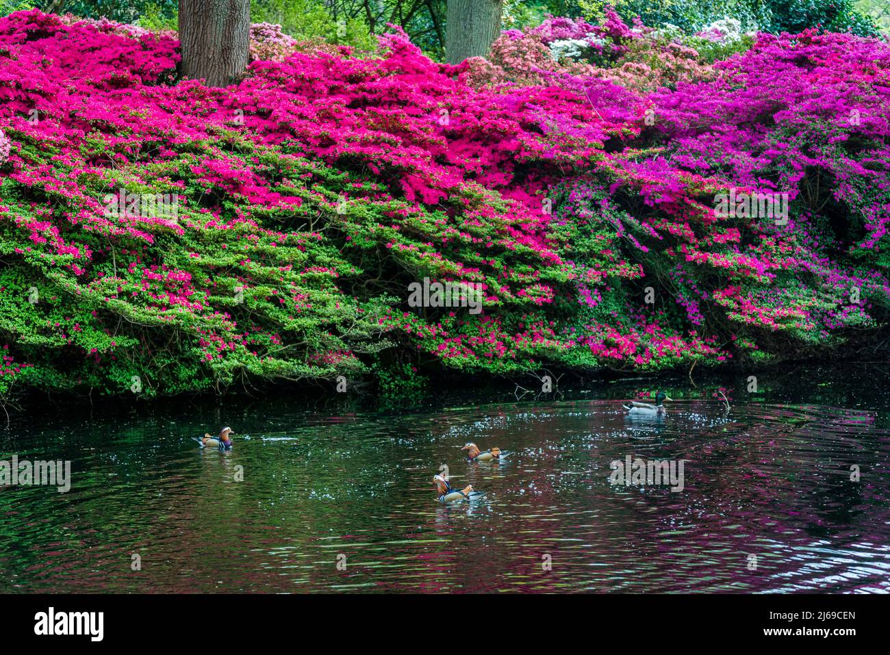 Encore étang et Azaleas en pleine floraison à Isabella Plantation, Richmond Park, Londres, Angleterre, Royaume-Uni Banque D'Images