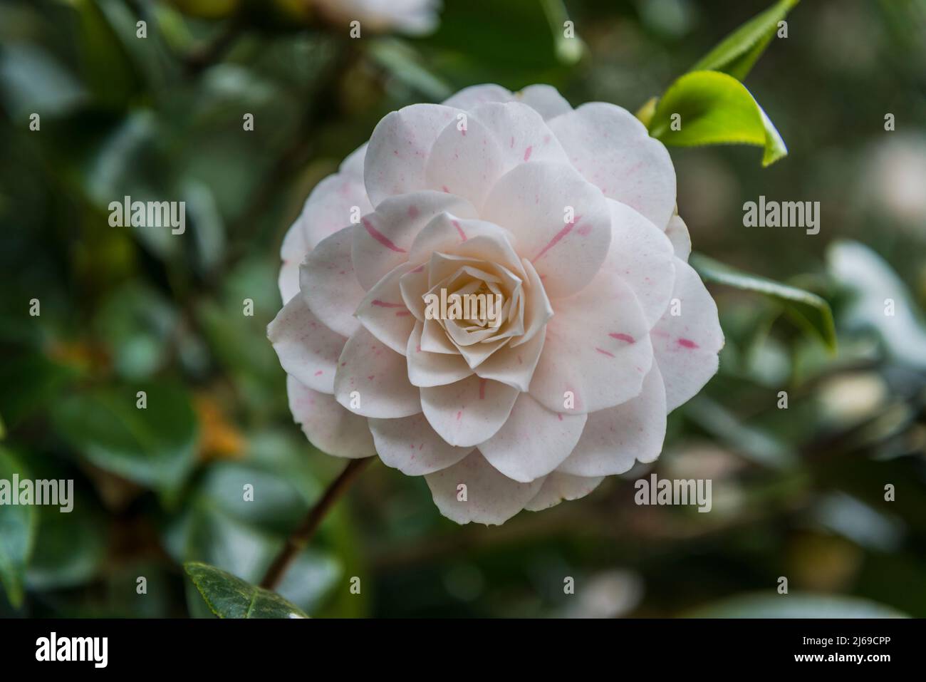 Camellia japonica « aiden's Blush » Banque D'Images