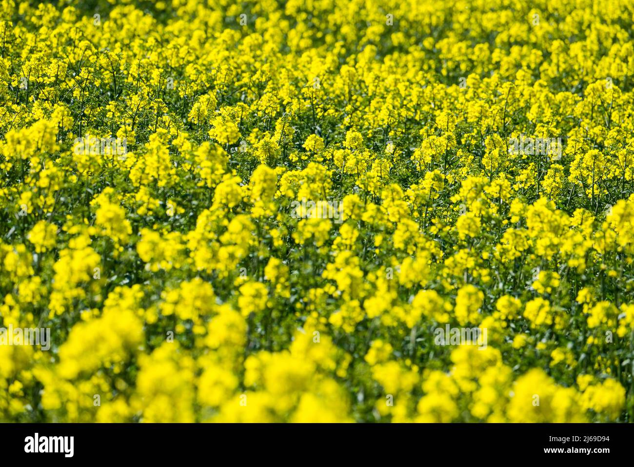 Paysage avec champs de colza près de Gewissenruh, Wesertal, Weserbergland, Hesse, Allemagne Banque D'Images