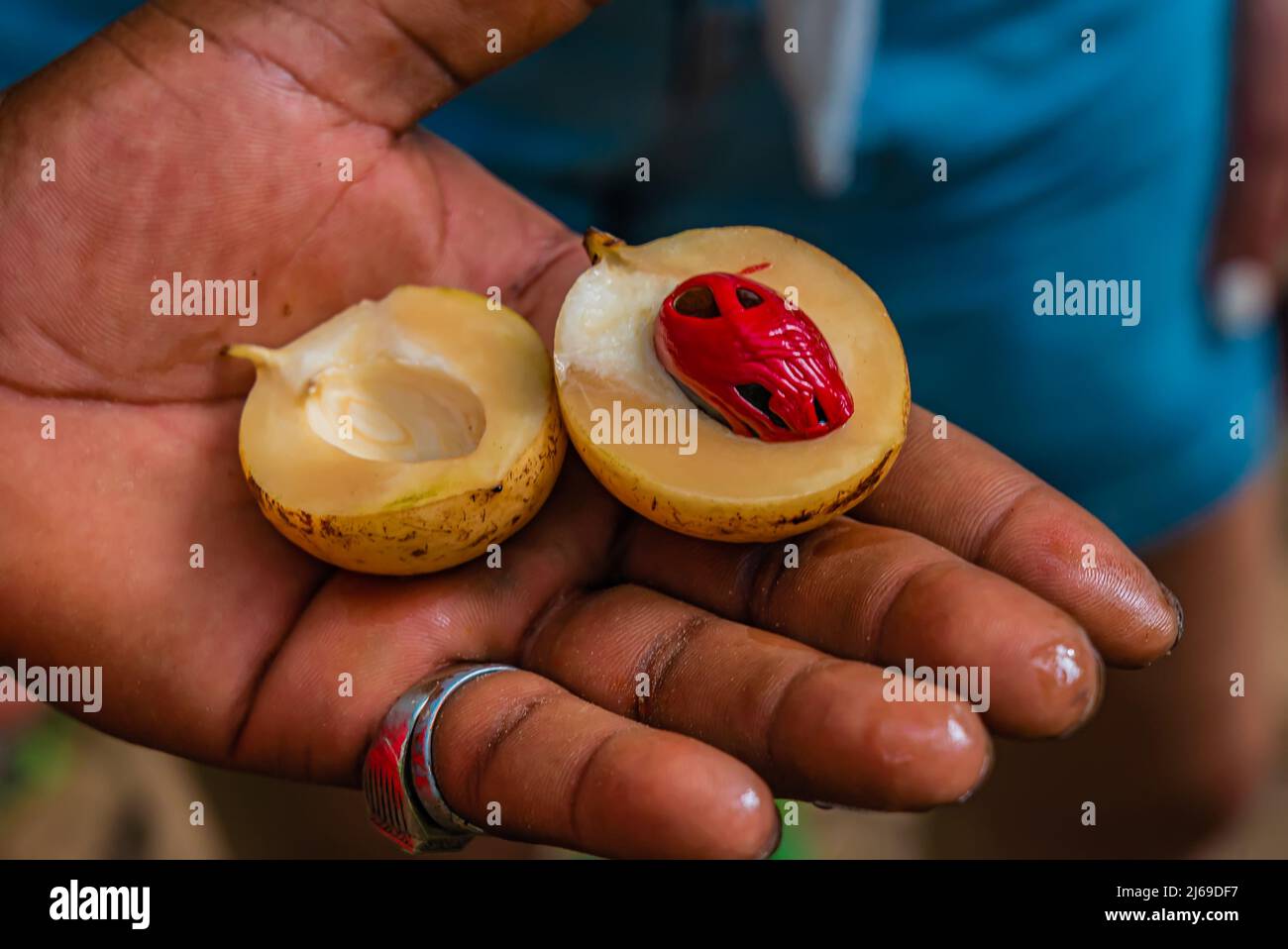 Muscade pelée sur une main d'un fermier. Vue en coupe de fruits rouges mûrs et colorés à la noix de muscade. Banque D'Images
