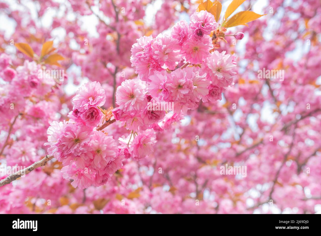 Jeunes fleurs de sakura sur l'arbre. Banque D'Images