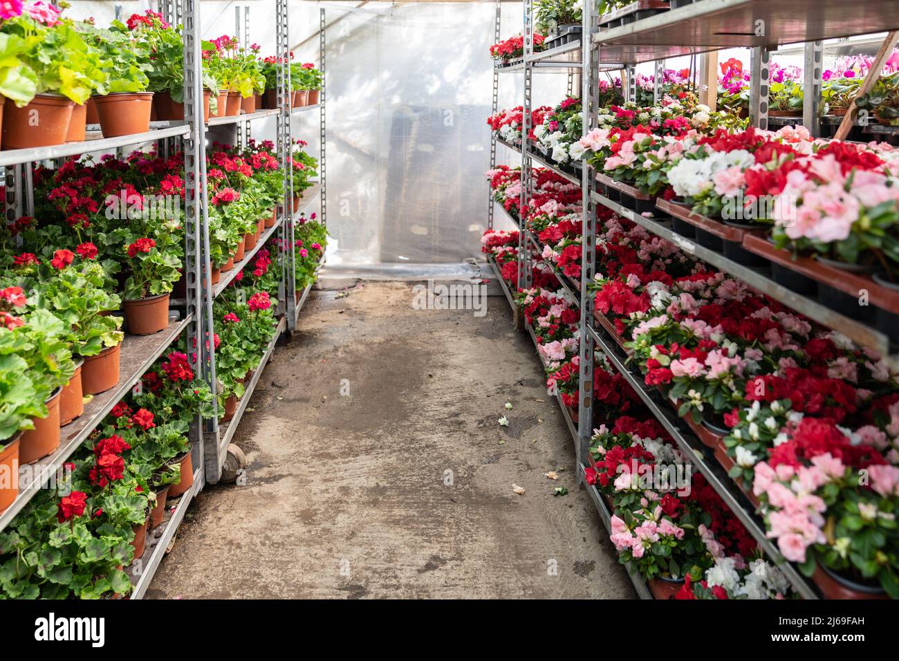 Azalea en pot, géranium croissant dans des pots en plastique à vendre en  serre. Jardinage, pépinière Photo Stock - Alamy