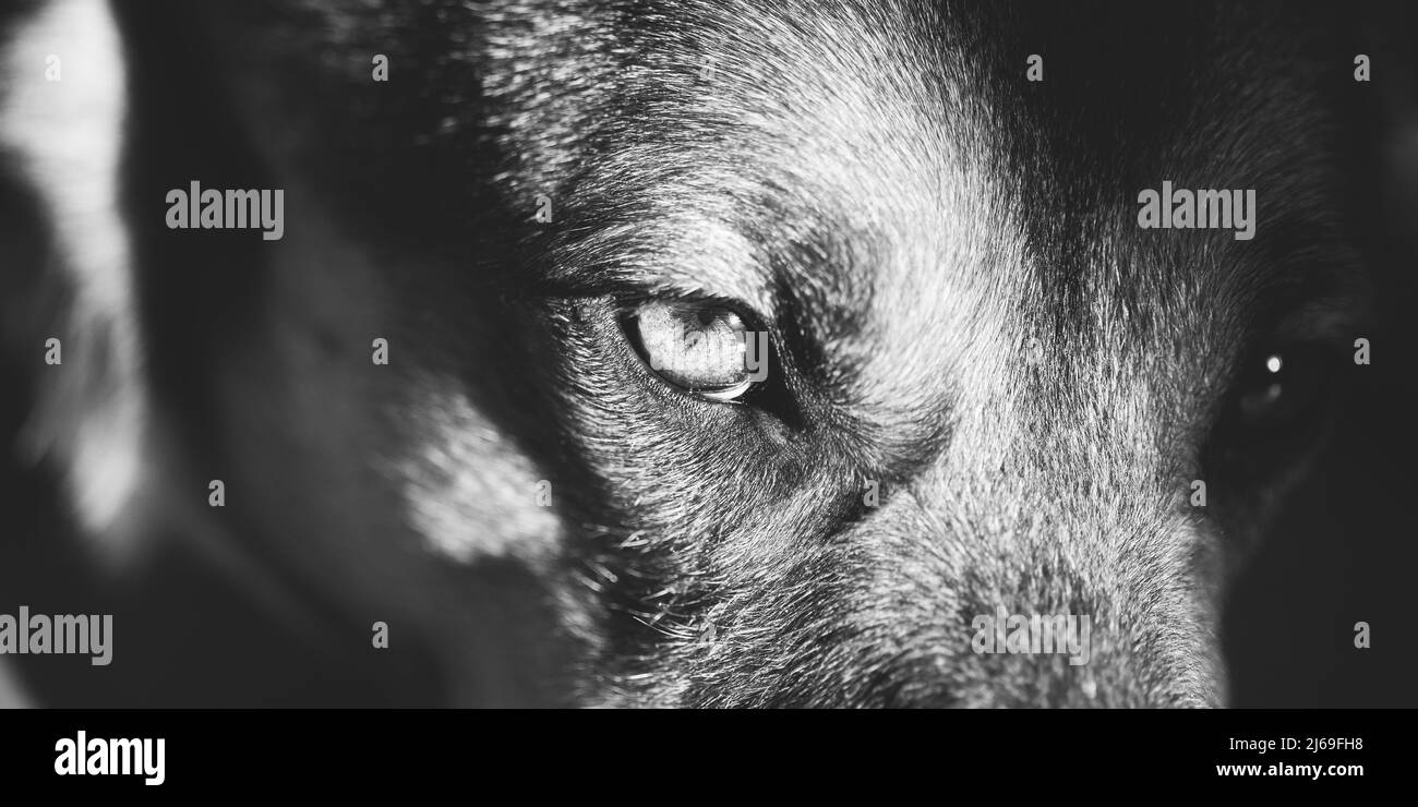 Gros plan pupille de chien noir. Œil de chien Banque D'Images
