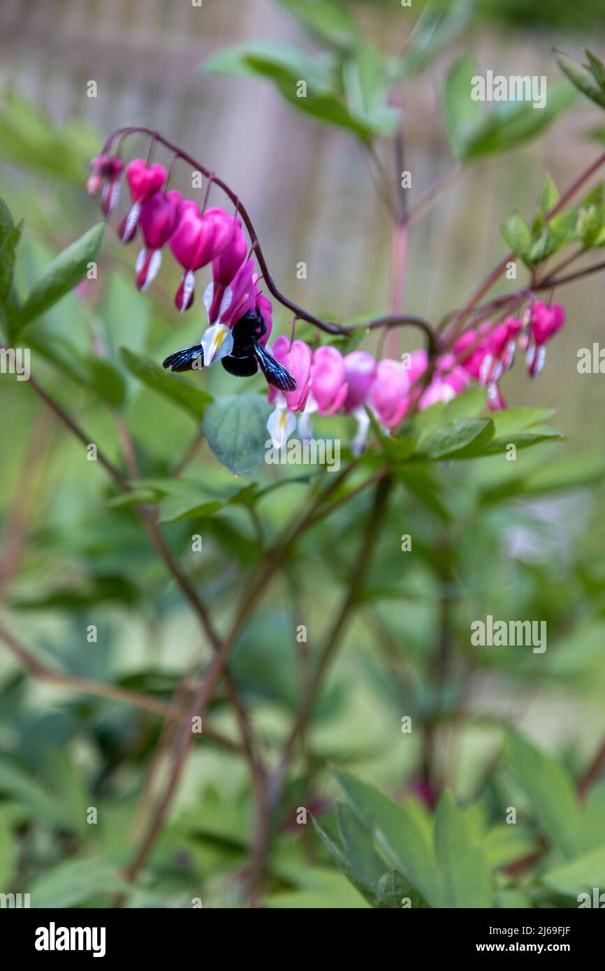 Une grosse abeille en bois bleu recherche du pollen sur une fleur de coeur, Lamprocapnos spectabilis. Banque D'Images