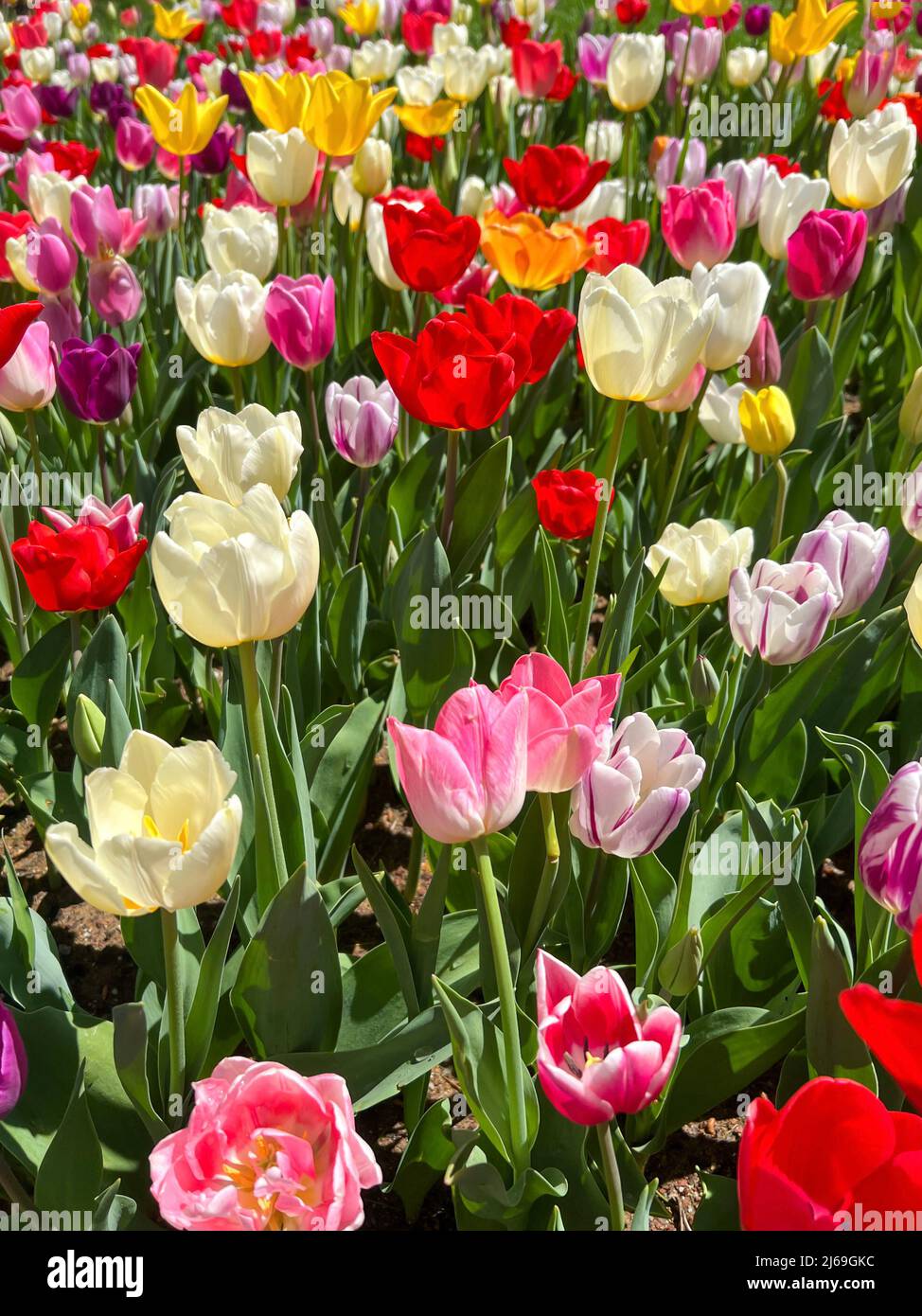 fleurs de tulipe, fond naturel ou surface avec photo de belles fleurs de tulipe colorées dans le jardin en une journée ensoleillée au printemps Banque D'Images