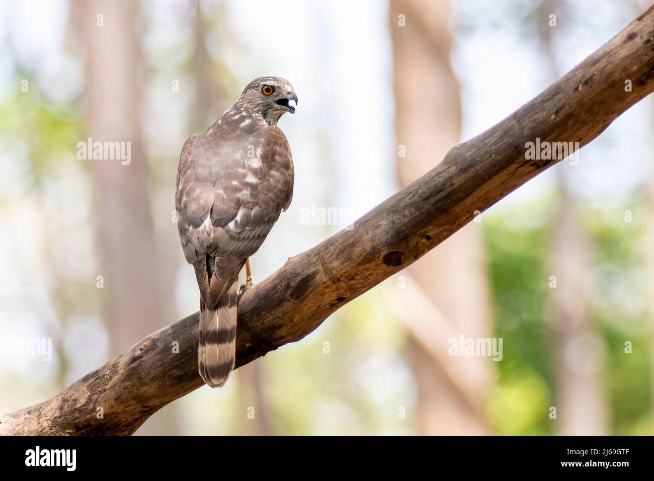 Image de l'oiseau de Shikra (Accipiter badius) sur une branche d'arbre sur fond de nature. Animaux. Banque D'Images