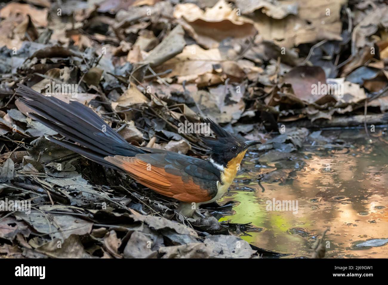 Image de Cuckoo (Clamator coromandus) à ailes de Chestnut debout et eau potable sur fond de nature. Oiseau. Animaux. Banque D'Images