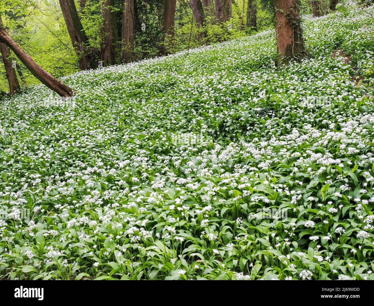 Ail sauvage ou Ramsoms Allium ursinum croissant dans des bois escarpés au fond de Paradise à Leigh Woods Somerset en avril Banque D'Images