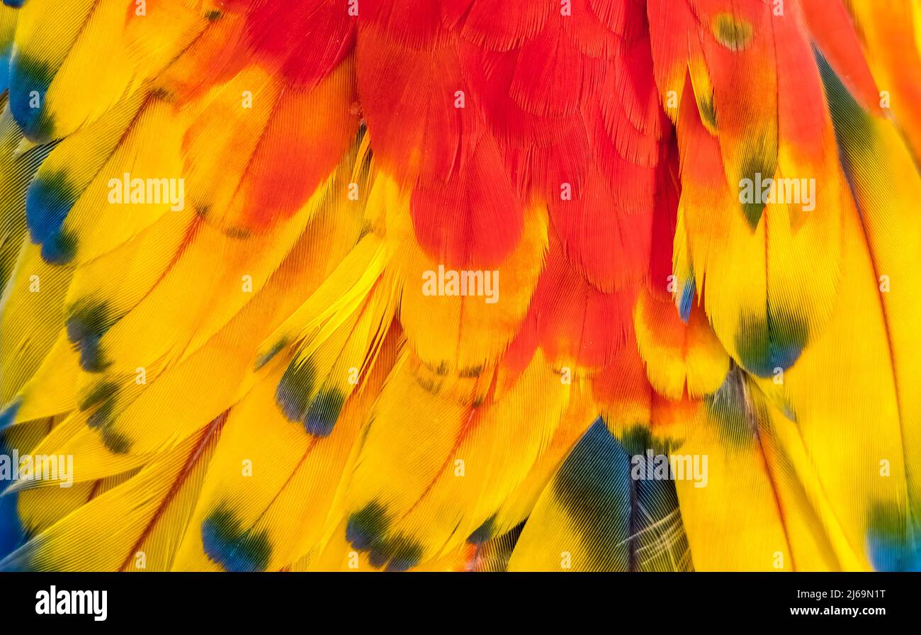 Gros plan de plumes d'oiseau colorées Banque D'Images