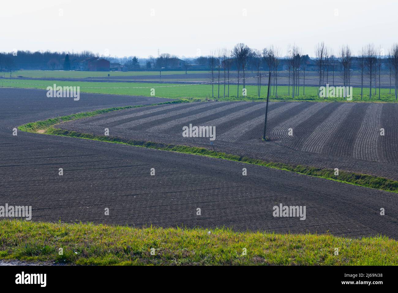 Vue sur les arbres en pleine croissance pour le bois. Industrie du bois, Italie. Photo de haute qualité Banque D'Images