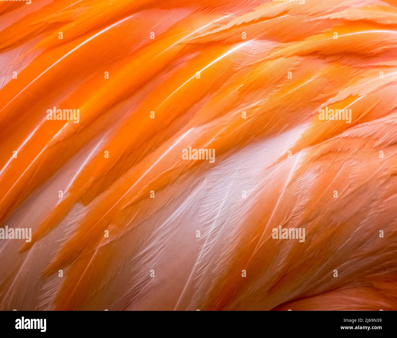 Gros plan des plumes d'oiseau flamango rose Banque D'Images