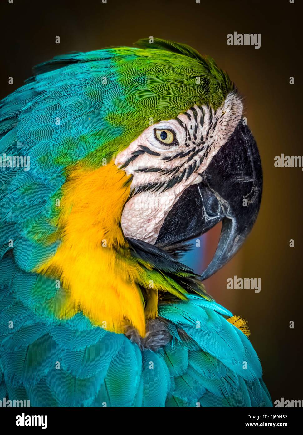 Gros plan d'une Macaw bleue et jaune i Banque D'Images