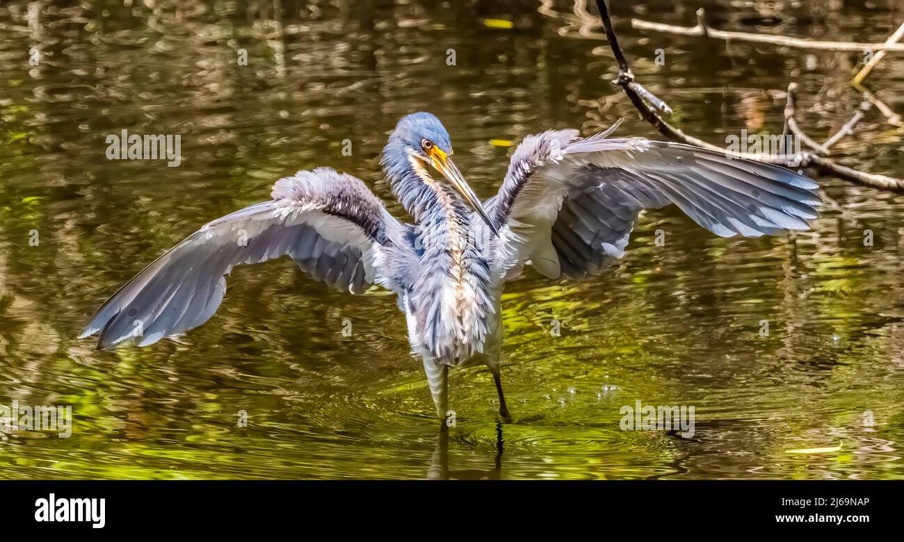 Great Blue Heron dans l'étang à six Mile Cypress Slough Preserve à fort Myers Florida USA Banque D'Images