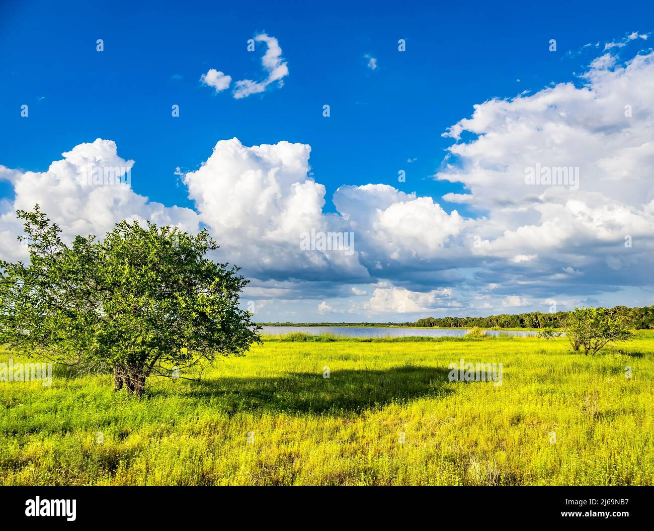 Ciel bleu avec de grands nuages au-dessus de Myakka River State Park à Sarasota Floirida USA Banque D'Images