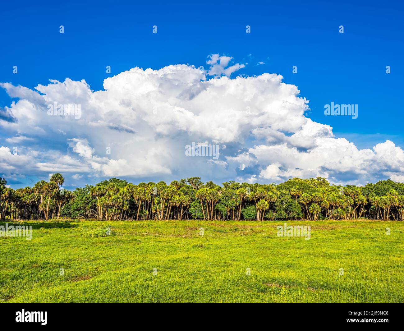 Ciel bleu avec de grands nuages au-dessus de Myakka River State Park à Sarasota Floirida USA Banque D'Images