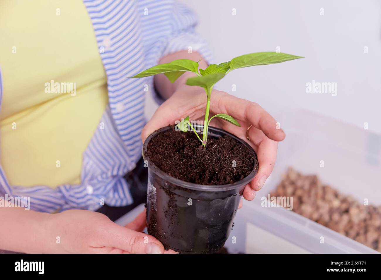 gros plan d'un sprout de poivre dans un pot de plantation Banque D'Images