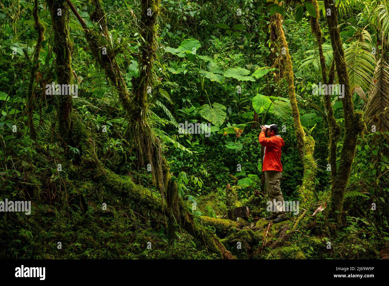 Ornithologue dans la forêt nuageuse à la recherche d'oiseaux , Panama Banque D'Images