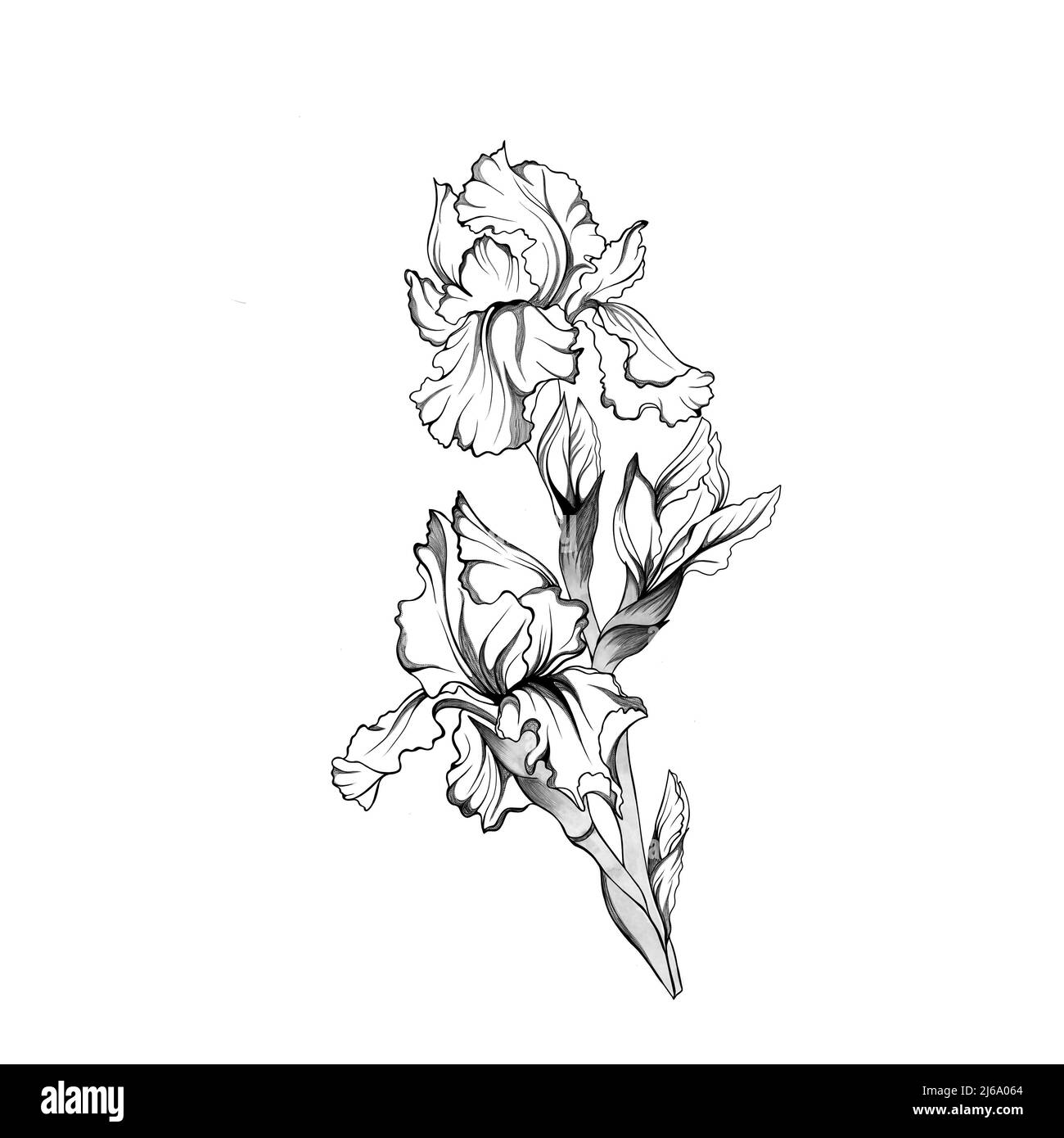 Fleur botanique à motif iris floral dessinée à la main. Fleur sauvage de la feuille de printemps isolée. Gravure à l'encre noire et blanche. Élément d'illustration d'iris isolés. Banque D'Images