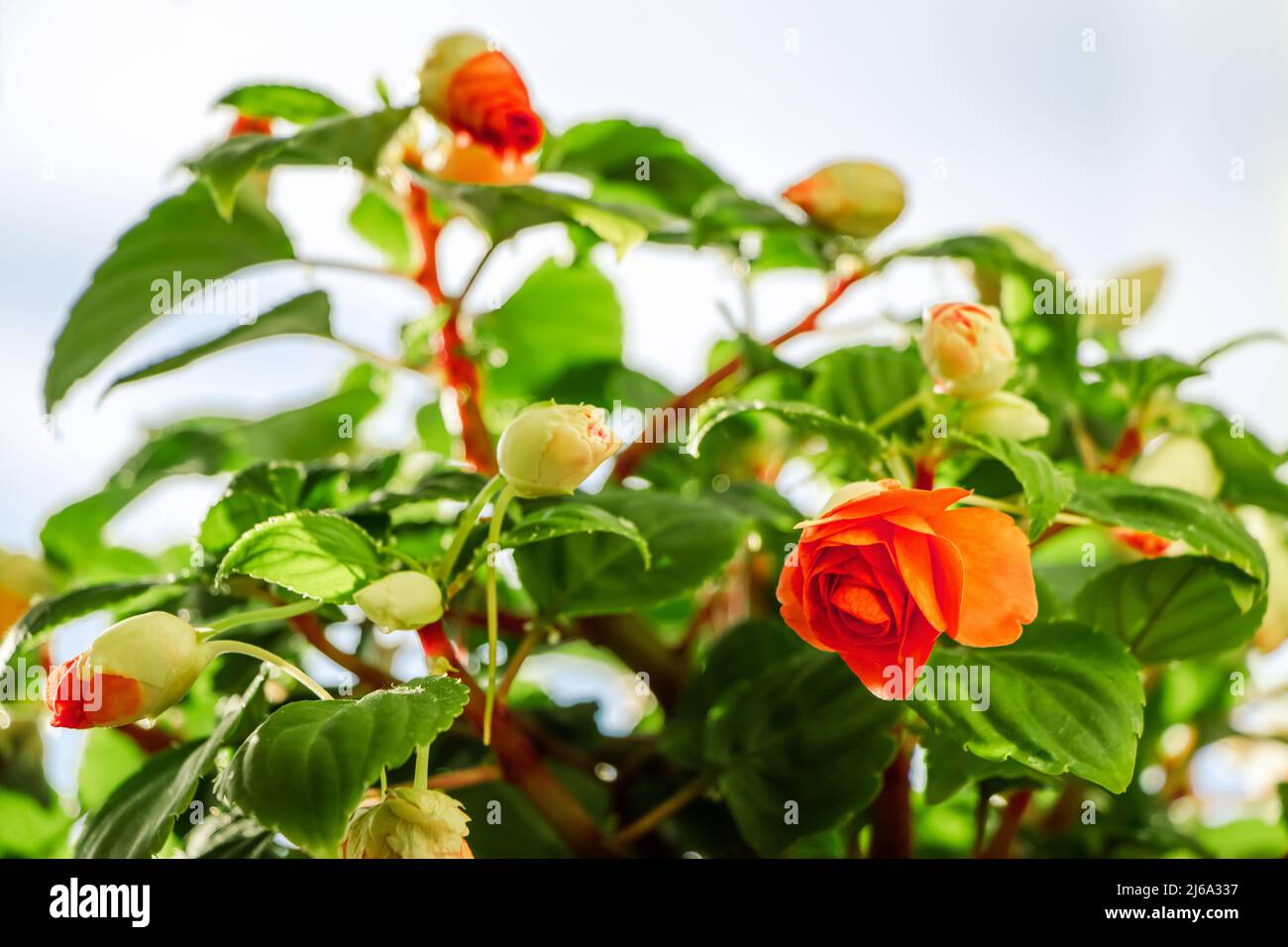 Fleurs d'impatiens rouges en gros plan. Bourgeons colorés dans le jardin. Plante à fleurs vertes au soleil. Printemps nature arrière-plan. Banque D'Images