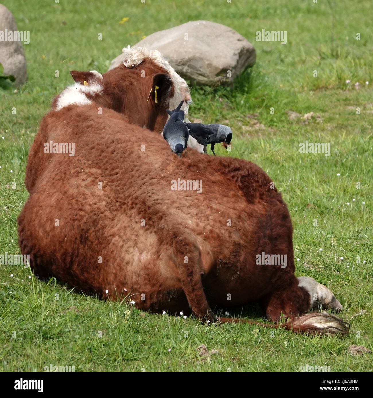 Une vache couchée à poil rouge qui s'est soumise permet aux charaws de l'Ouest de tirer les poils pour la construction du nid Banque D'Images