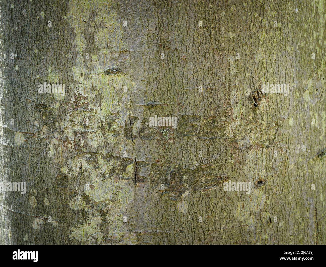 27 avril 2022, Brandenburg, Wittstock/Dosse : un arbre avec des inscriptions cyrilliques sculptées se dresse sur le terrain du Mémorial de la Forêt en contrebas. Le mémorial commémore les derniers jours de la guerre en avril 1945, lorsque les SS ont conduit à pied environ 30 000 prisonniers du camp de concentration de Sachsenhausen dans le nord-ouest du pays. Dans la forêt près d'en dessous, les prisonniers ont été forcés de vivre sans abri ou nourriture dans une zone partiellement clôturée par des barbelés et gardée par des postes SS. La première pierre commémorative a été érigée dans la forêt ci-dessous en 1965. Le mémorial comprend également une partie de la route et, sur le terrain Banque D'Images
