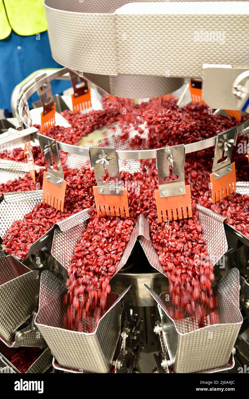 Traitement des canneberges à l'usine moderne et ultramoderne Ocean Spray de Wisconsin Rapids, Wisconsin, États-Unis Banque D'Images