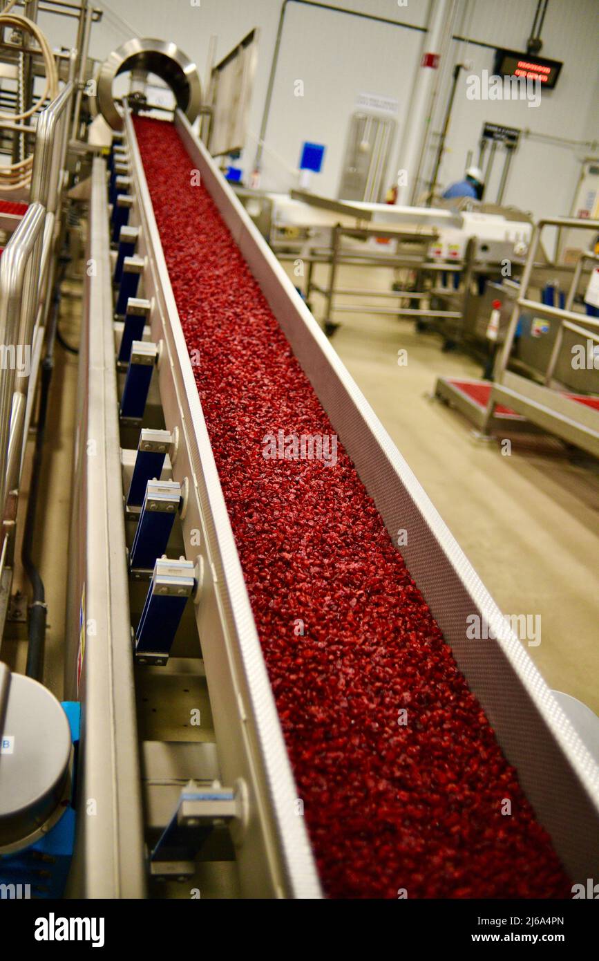 Traitement des canneberges à l'usine moderne et ultramoderne Ocean Spray de Wisconsin Rapids, Wisconsin, États-Unis Banque D'Images