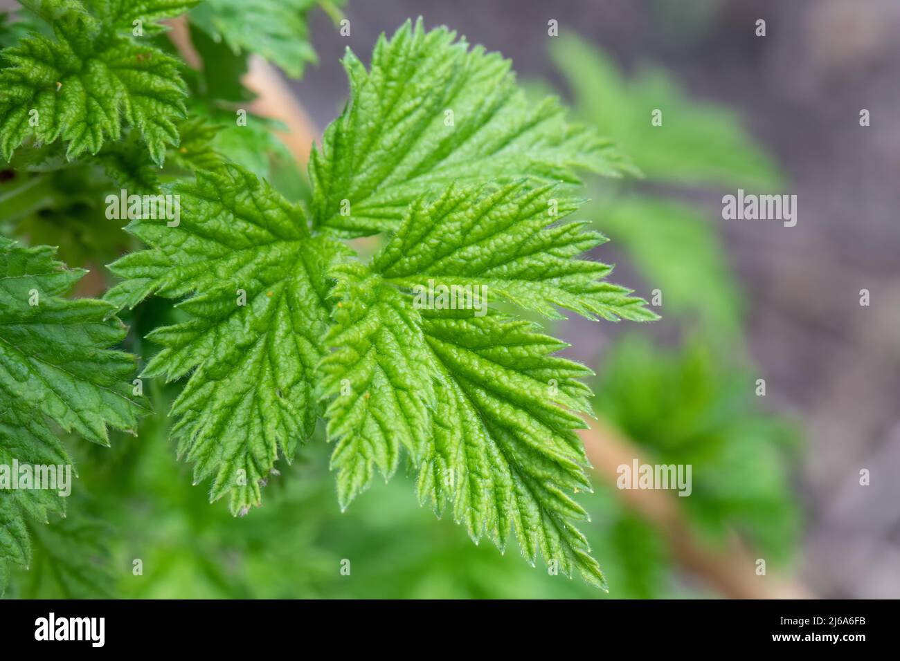 Feuille de framboise verte cultivée au printemps Banque D'Images