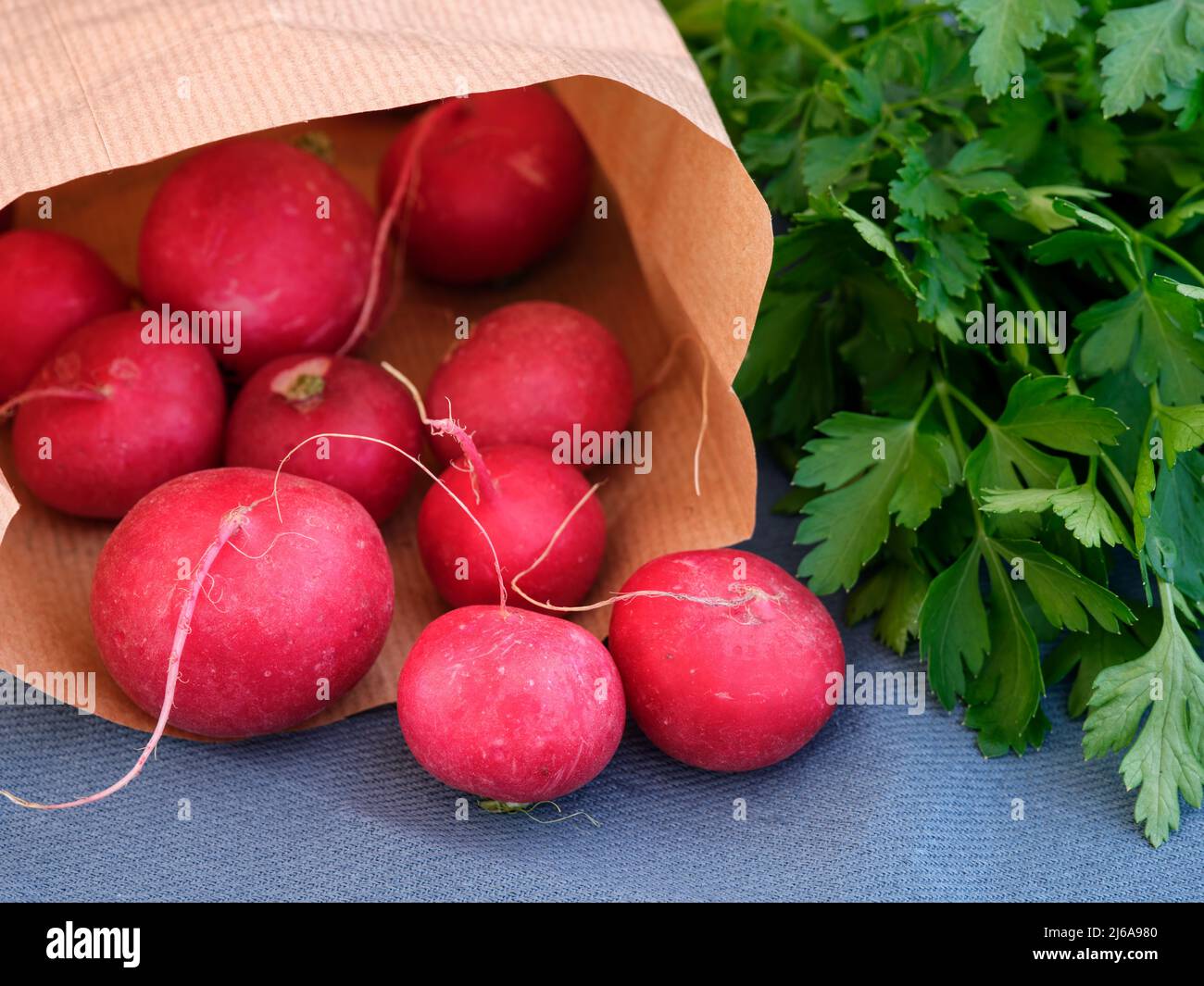 Radis rouges sortant d'un sac en papier avec un peu de persil à proximité. Gros plan. Banque D'Images