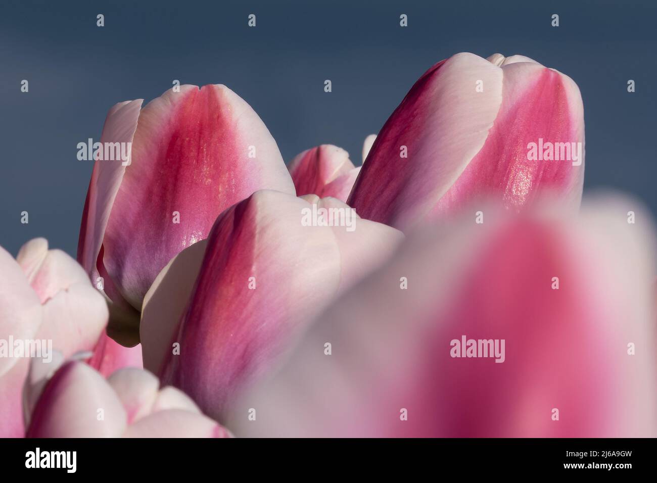 Gros plan du champ de tulipes rouge-blanc Banque D'Images