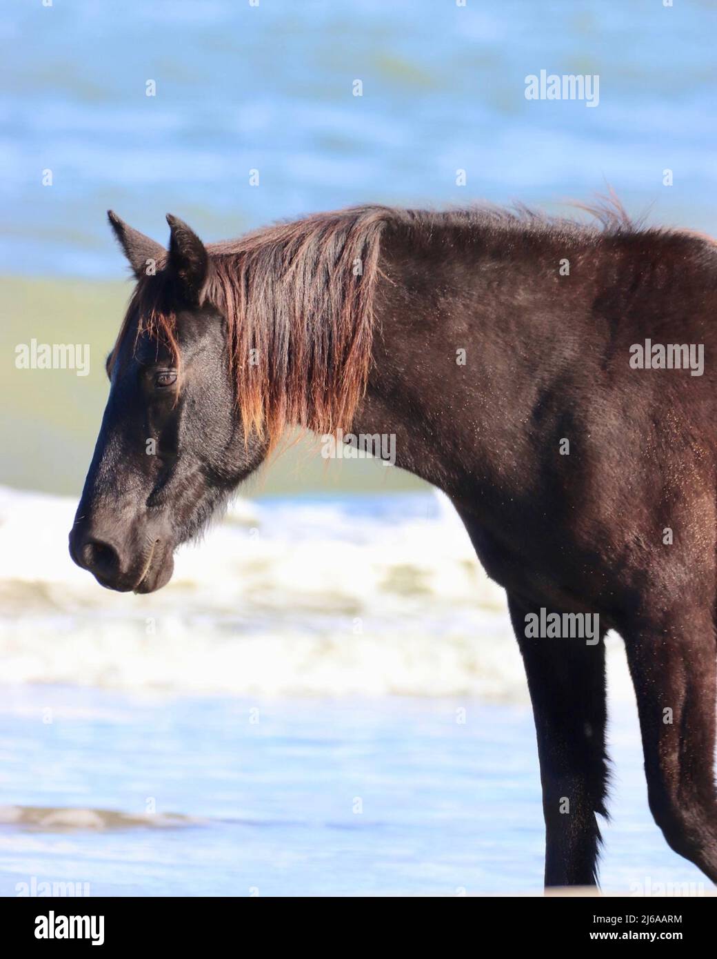 Spanish Mustang sur la plage de Corolla sur les rives extérieures de la Caroline du Nord Banque D'Images