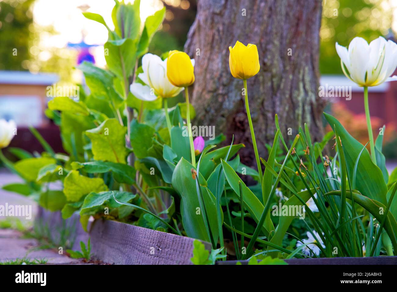 Jardin de tronc d'arbre au printemps dans la ville de Groningen. Écologisation urbaine au nom de l'adaptation climatique avec des plantes autour d'un tronc d'arbre dans la ville. Banque D'Images