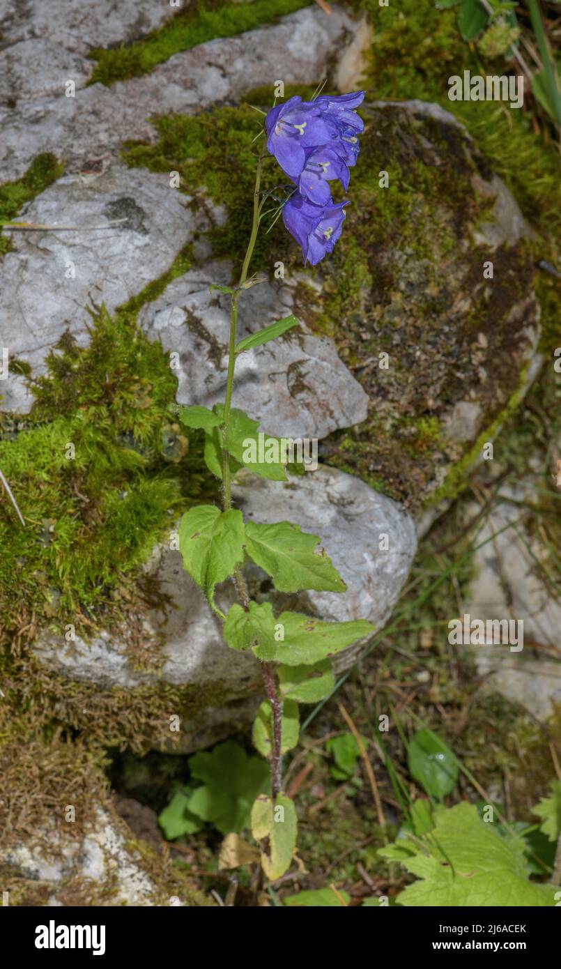 Fleur de Bellflower à feuilles larges, Campanula rhomboidalis, en fleur dans les Alpes. Banque D'Images