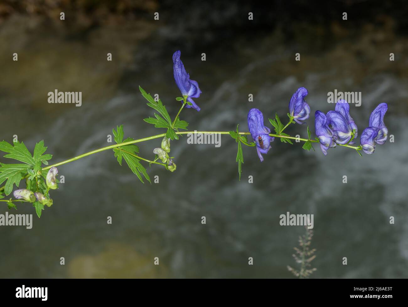 A Monkshood, Aconitum variegatum en fleur par rivière alpine, Alpes allemandes. Banque D'Images
