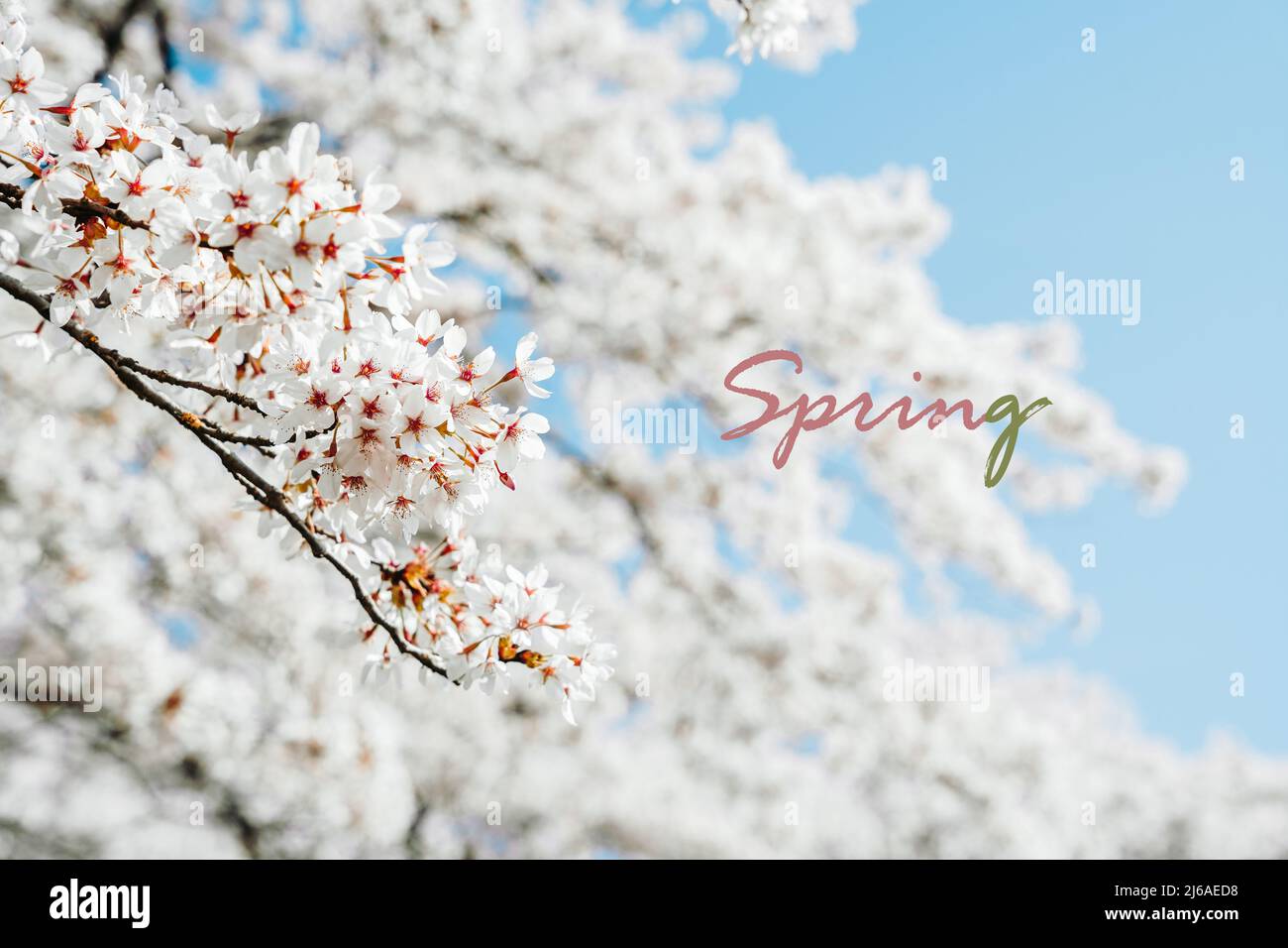 Carte postale du printemps ou bannière du printemps. Des sakura fleuris avec des fleurs roses au printemps. Branches de cerisiers en fleurs contre le ciel bleu. Fête des cerisiers en fleurs Banque D'Images