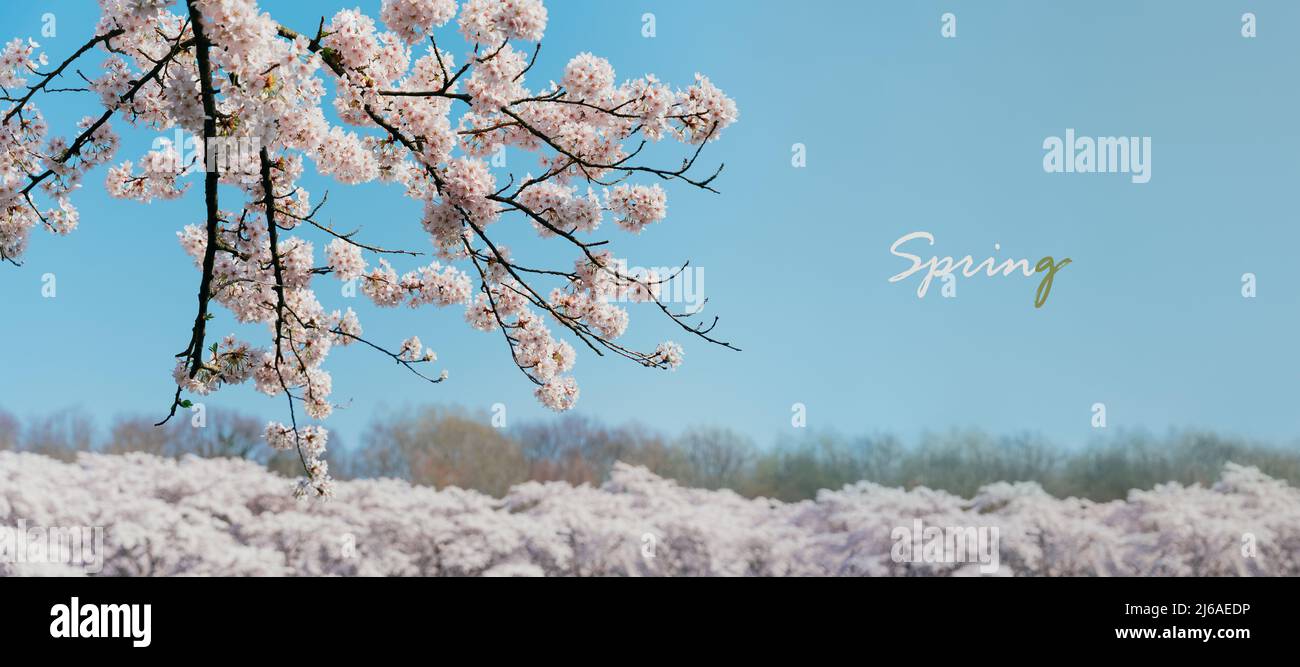 Carte postale du printemps ou bannière du printemps. Des sakura fleuris avec des fleurs roses au printemps. Branches de cerisiers en fleurs contre le ciel bleu. Fête des cerisiers en fleurs Banque D'Images